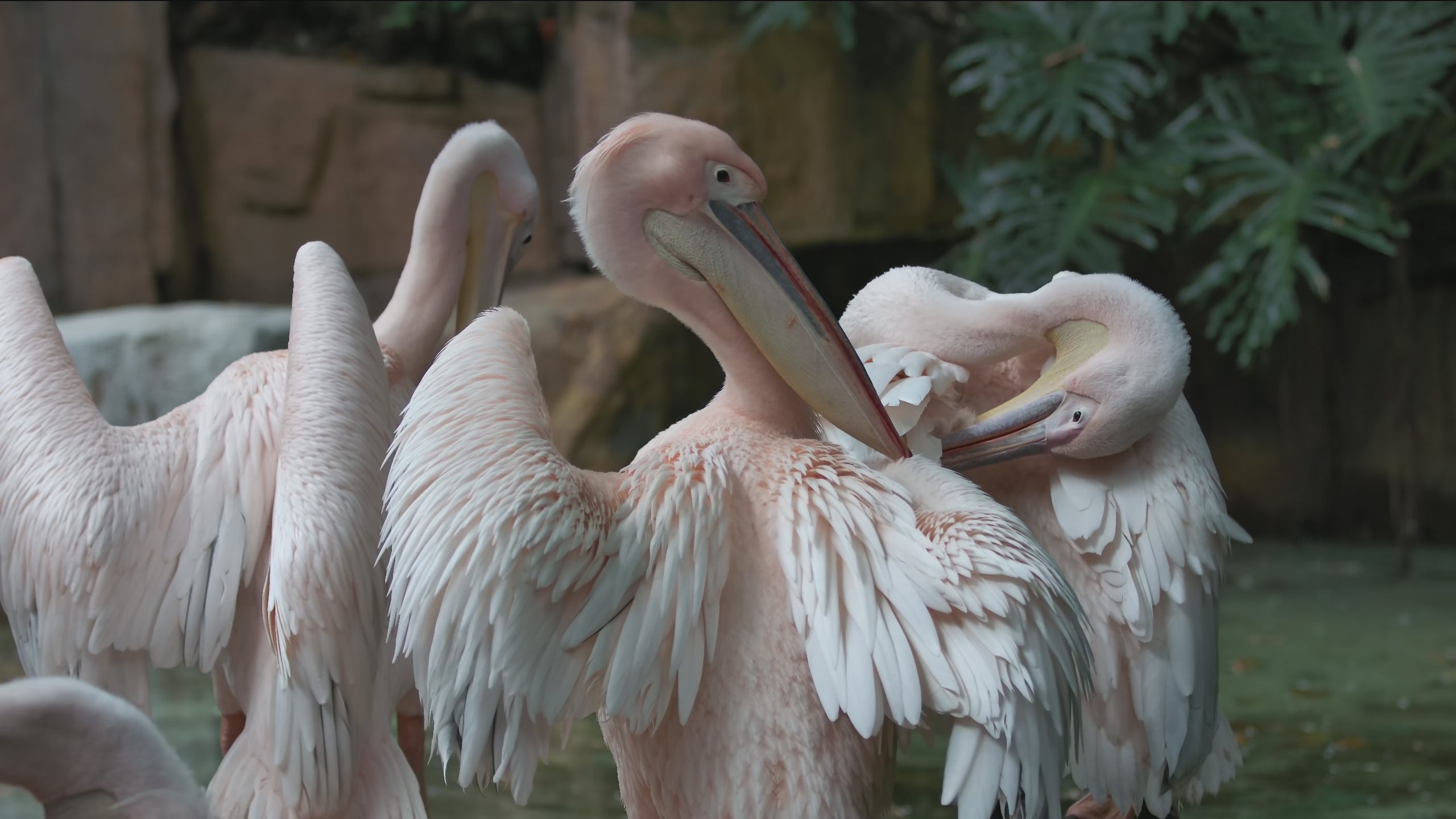 Load video: Bosma G1 Pro 8K cinema camera bird close-up sample footage capturing intricate feather details, natural movement, and smooth wing flapping with cinematic clarity. Perfect for wildlife filmmaking, nature documentaries, and professional 8K video production.