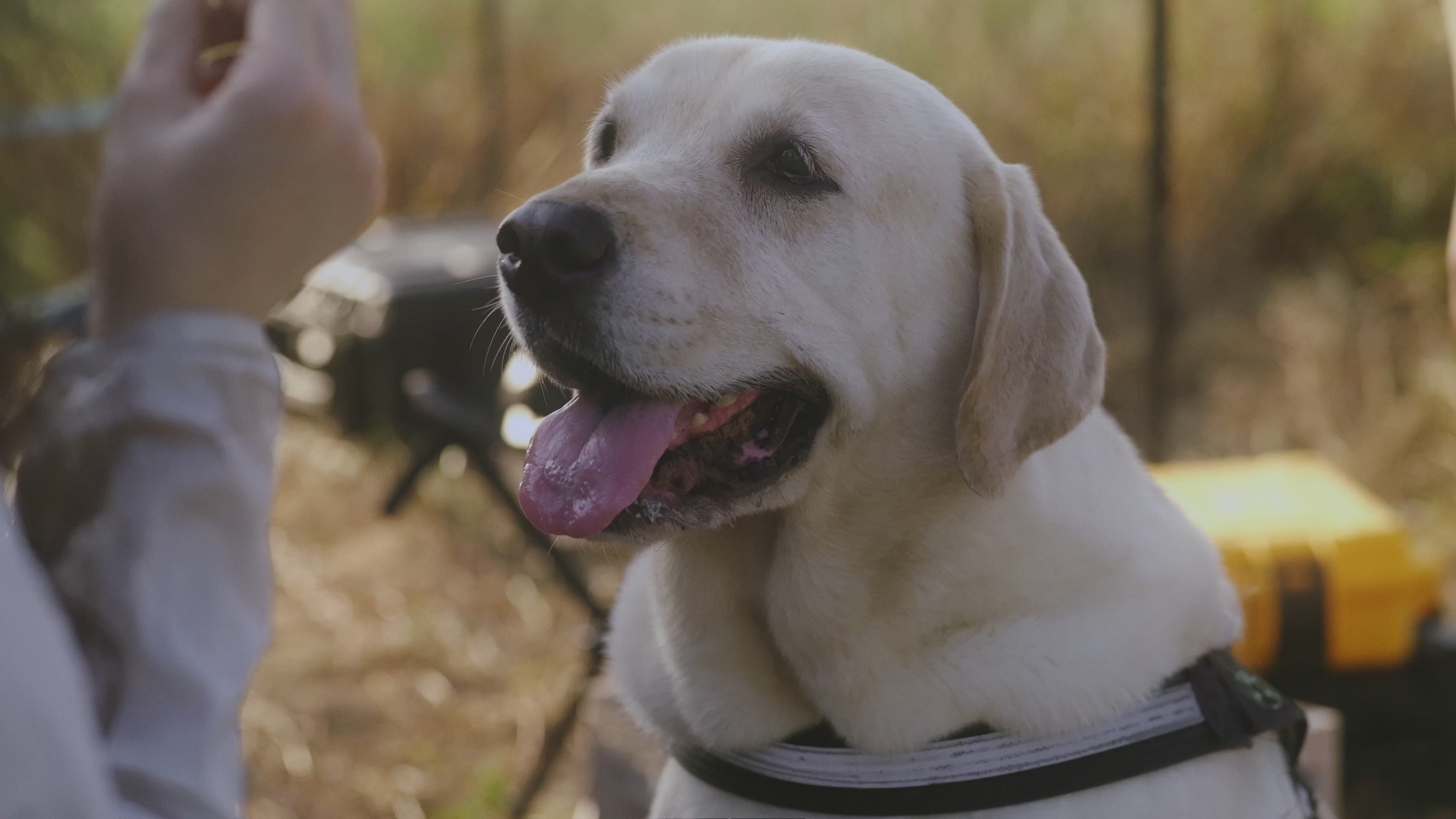 Load video: Bosma B1 8K camera pet video sample capturing a dog in ultra-high 8K resolution, showcasing incredible detail, smooth motion, and sharp focus. See every hair, every moment with professional slow-motion and high-frame-rate performance, ideal for pet videography, wildlife filming, action sports, and high-speed events.