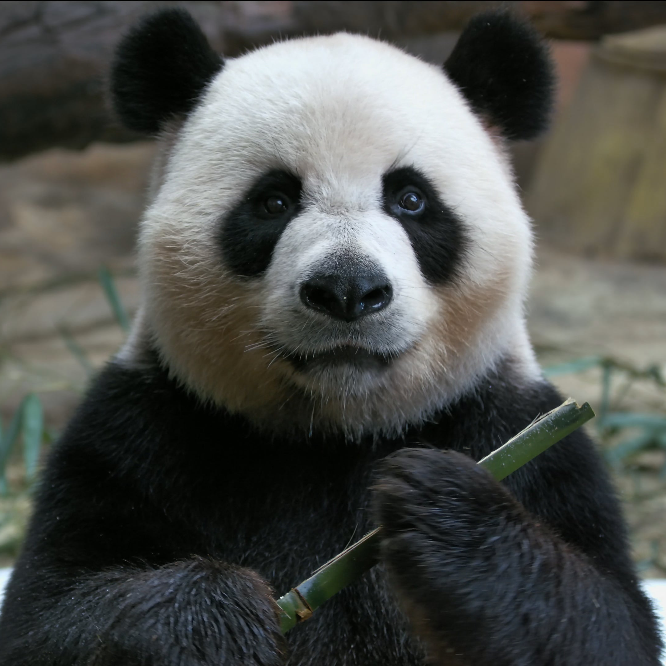 Load video: Bosma G1 Pro 4K 60fps panda eating bamboo sample footage, capturing detailed fur texture, expressive eyes, and precise chewing motion. Perfect for wildlife filmmaking, animal documentaries, and professional high frame rate video production.
