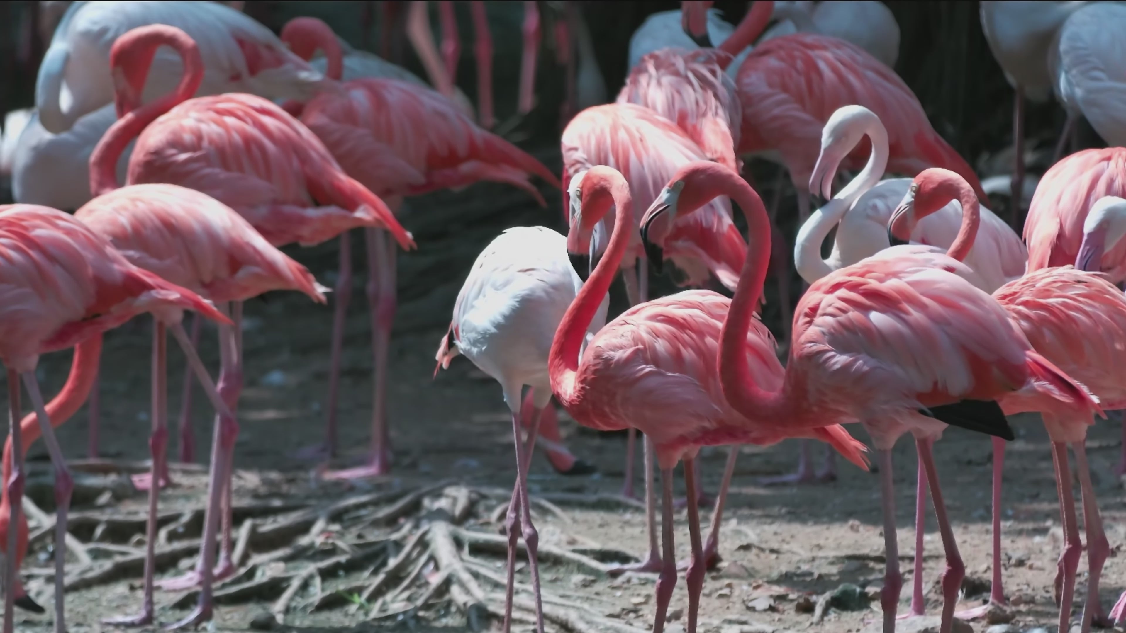 Load video: Bosma B1 8K camera flamingo sample video showcasing H.265 10-bit 4:2:0 video recording with superior compression efficiency and vibrant color reproduction. Delivers high image quality with approximately 40% smaller file size compared to H.264 encoding. The Bosma 8K B1’s H.265 high-efficiency codec is ideal for filmmakers, content creators, and live broadcasters who need to balance superb visual quality with efficient storage and faster data transfer.