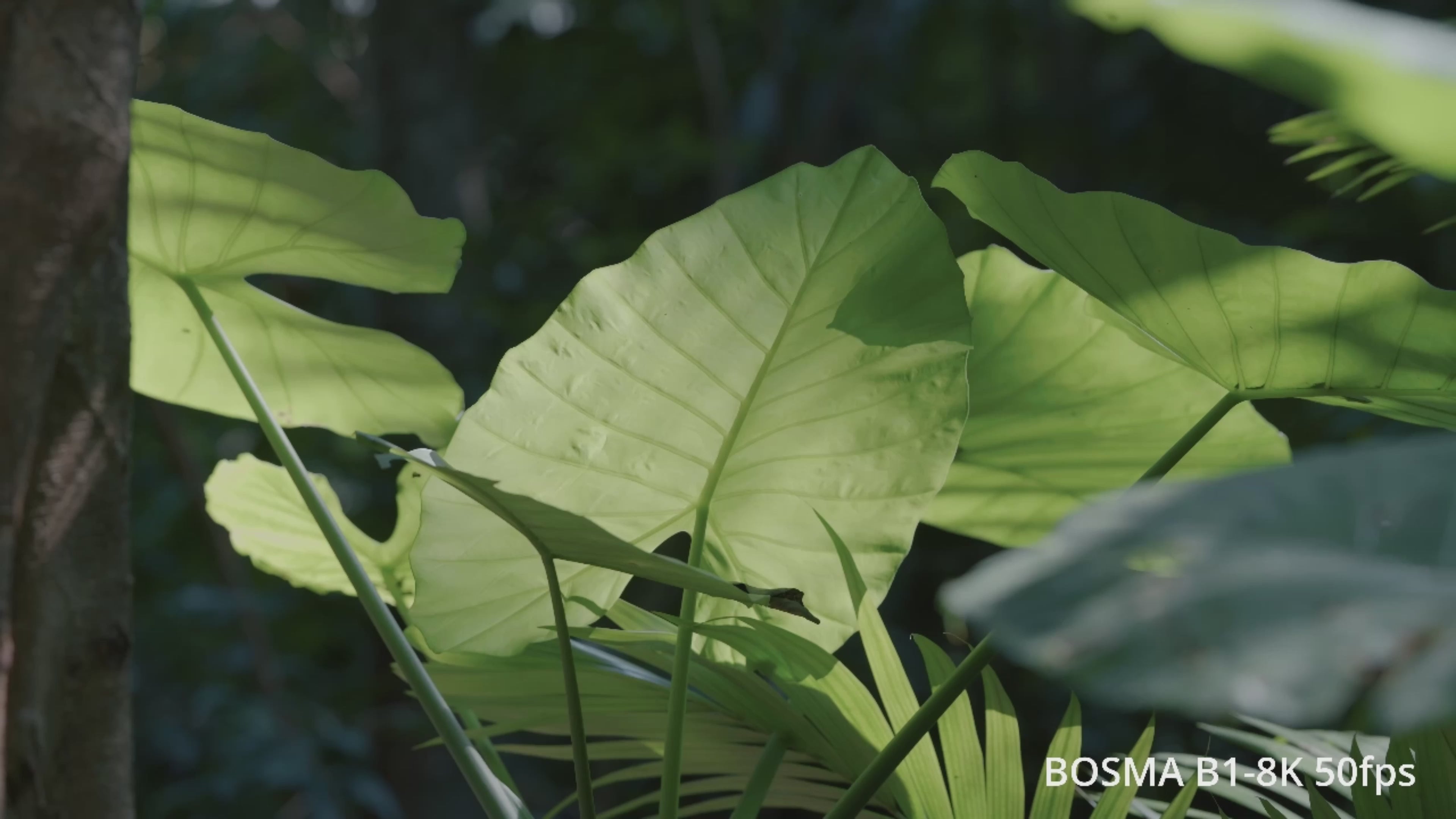 Load video: Bosma B1 8K camera banner video showcasing professional 8K sample footage at multiple frame rates, including smooth slow-motion and real-time recording. Demonstrates ultra-high resolution, wide dynamic range, true color reproduction, and low-light performance for filmmakers, broadcasters, and content creators. B1 is the ideal choice for professional filmmakers, sports broadcasters, and high-end content creators.