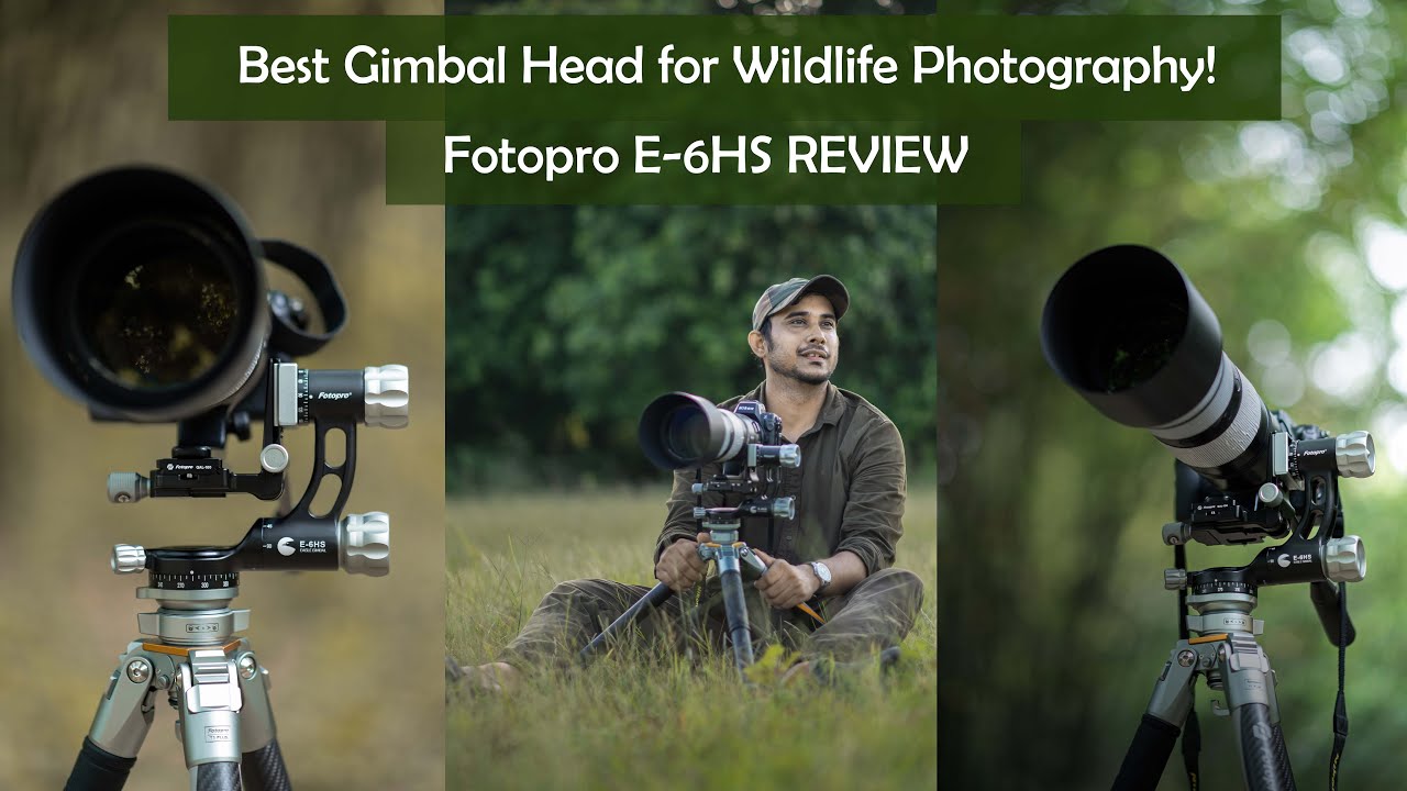 Best Gimbal Head for Wildlife Photography | Fotopro Gimbal Head Review | Wildlife Photography