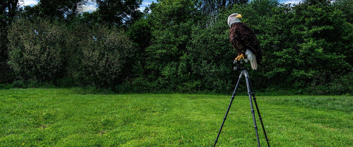 Bird Photography