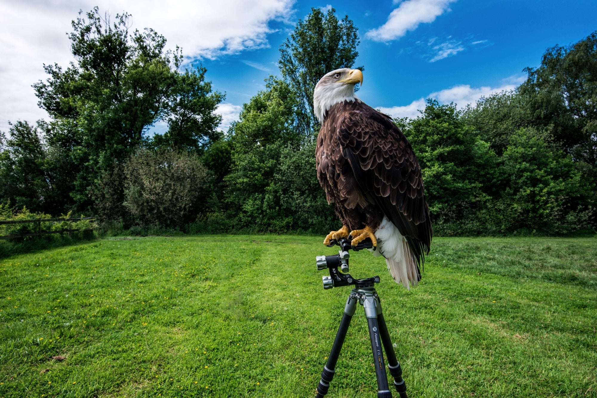 Fotopro camera tripod recommended for wildlife photography, ideal for birdwatching, safari photography, and capturing nature and wildlife shots. Best tripod series include Eagle Series, T-Roc Series, T1 Plus Series, and Pantour Series, GEP series, offering high stability, smooth tracking, and strong load capacity for outdoor and long-lens shooting.