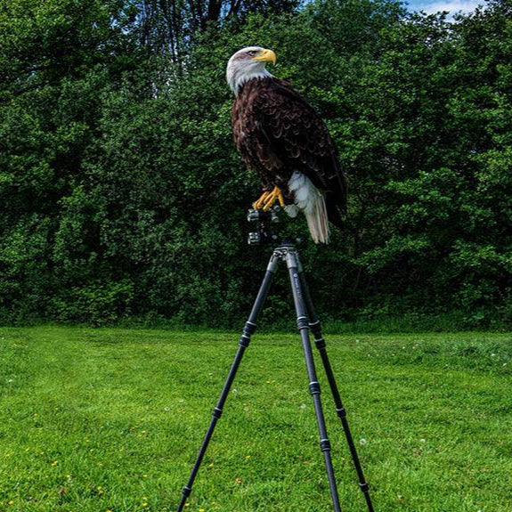Fotopro Eagle Series birding tripod with gimbal head, designed for wildlife and bird photography.